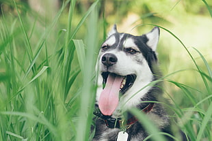 adult black and white Siberian Husky HD wallpaper