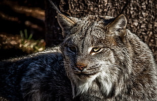 gray wild cat resting on ground