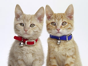 two tabby kittens with collars and bells HD wallpaper