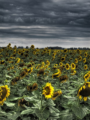 sunflower garden, HDR, flowers, nature