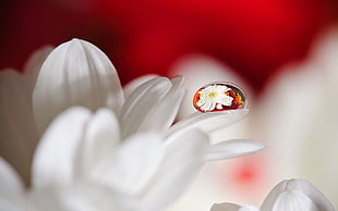 macro photography of dew drop on white petaled flower