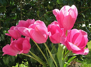 bunch of pink tulips HD wallpaper