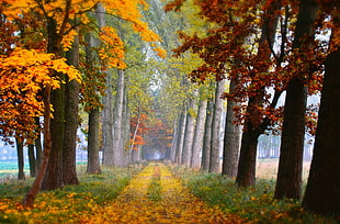 scenery of trees, fall, leaves, trees