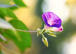 purple Morning Glory vines in bloom at aytime