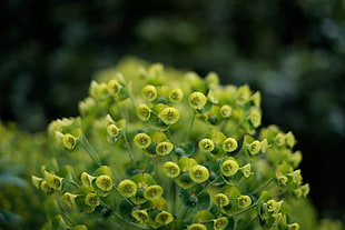 yellow petaled cluster flower