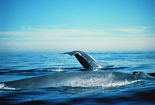 gray sea creature on body of water during daytime HD wallpaper