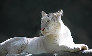 Albino Tiger photo HD wallpaper