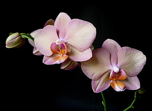 closed up photo of pink Moth Orchids HD wallpaper