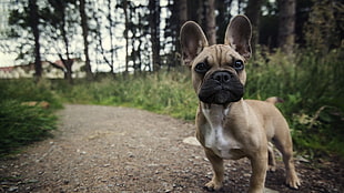 beige puppy, dog, animals, French Bulldog