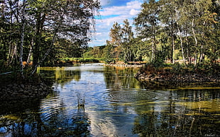 body of water surrounded by trees during daytime