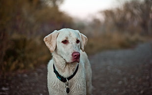 selective focus photography of white dog during daytime HD wallpaper