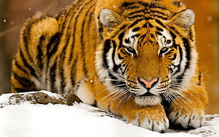 tiger on snow season photography HD wallpaper
