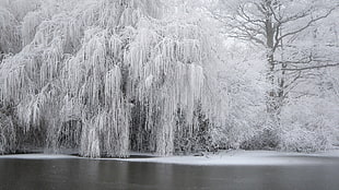 leafed tree, winter, snow, ice, trees HD wallpaper