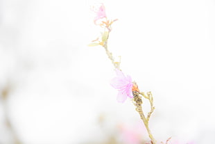 pink flower in bloom at daytime HD wallpaper