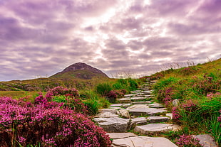 rock pathway surrounded with red and green flowers HD wallpaper