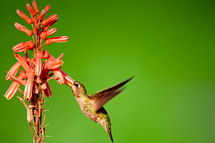 selective focus photography of brown bird eating red petaled flower