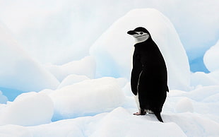 black and white penguin, animals, nature, penguins, birds HD wallpaper