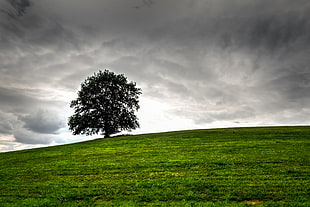 green tree in the middle of grass field HD wallpaper