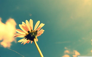 yellow and pink petaled flower, flowers, sky, yellow flowers, plants