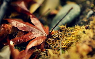 brown Dry Leaf Photo