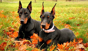 two adult black-and-rust Doberman Pinschers sitting on green grass field with maple leaves during daytime HD wallpaper