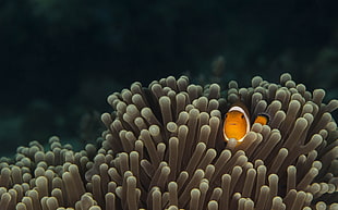 under water photography of orange clown fish hiding in brown coral reefs HD wallpaper