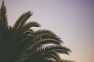 green leaf tree, Palm tree, Branches, Sky HD wallpaper