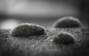 Macro Photography of lint, moss HD wallpaper