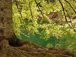 green leafed tree, nature, landscape, trees