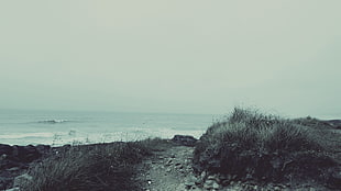 seashore, beach, nature, sea