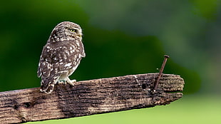 brown owl, owl, birds, wood HD wallpaper