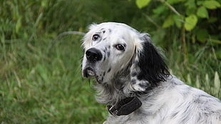 white and black English Setter during daytime HD wallpaper