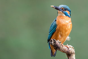 brown and blue bird on top of tree branch, kingfisher, eurasian