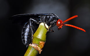 photo of black and red insect on green branch HD wallpaper