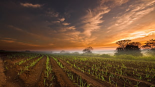 green grass, nature, landscape, sunset, field