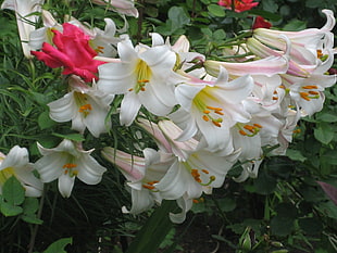 white clustered flower