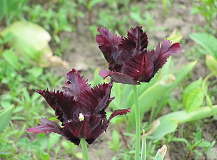 two purple leaved plats