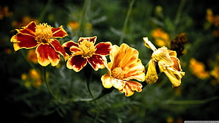 two yellow and red petaled flowers, flowers, marigolds, nature, plants HD wallpaper