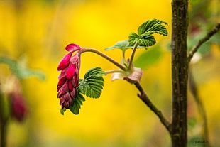 close-up photograph of flower and leaves HD wallpaper