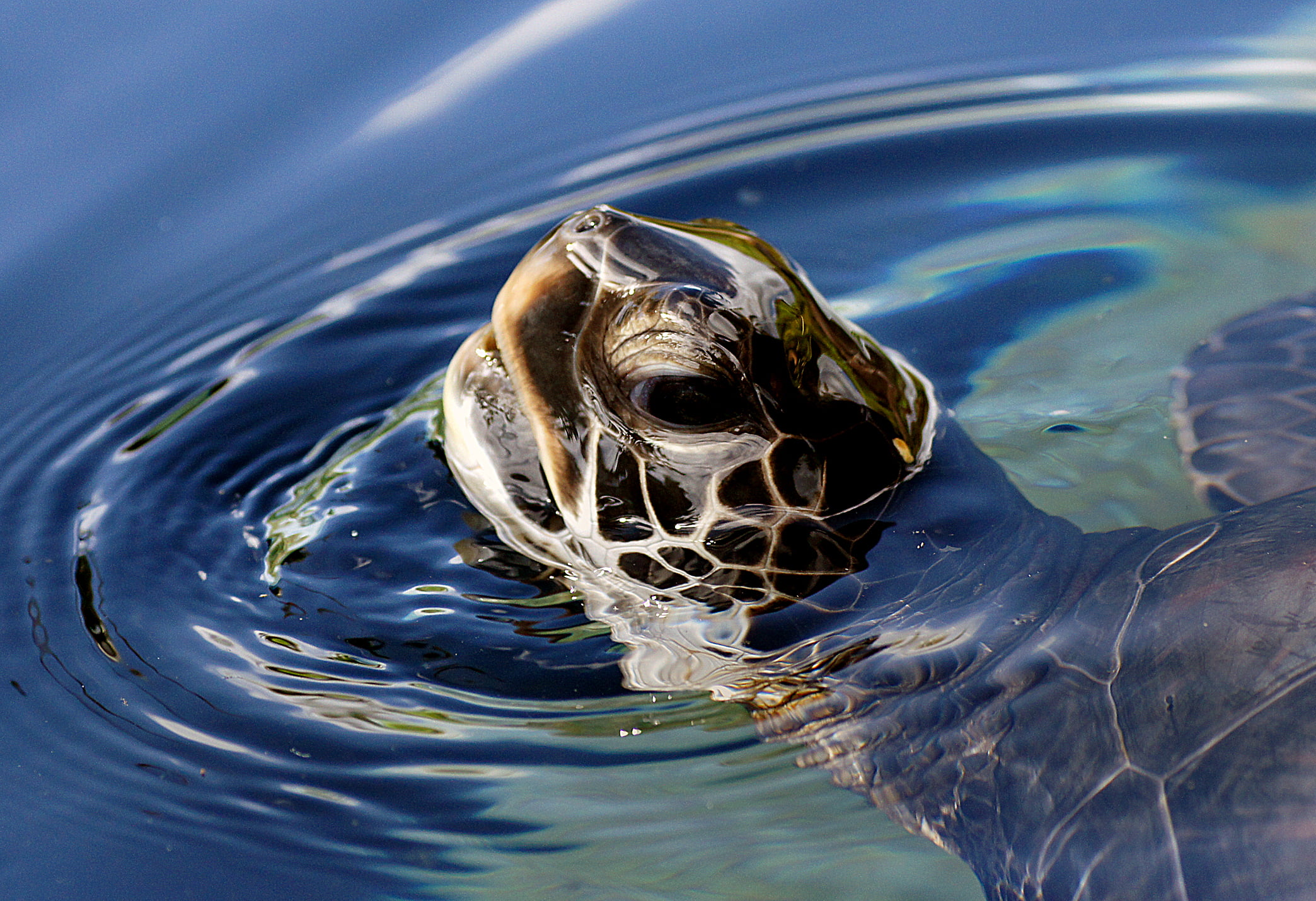 brown turtle with head popping out of water at daytime