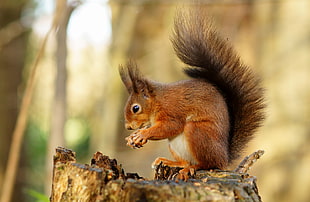 brown and black squirrel on tree trunk