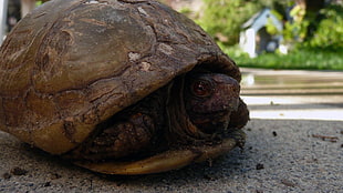 brown turtle