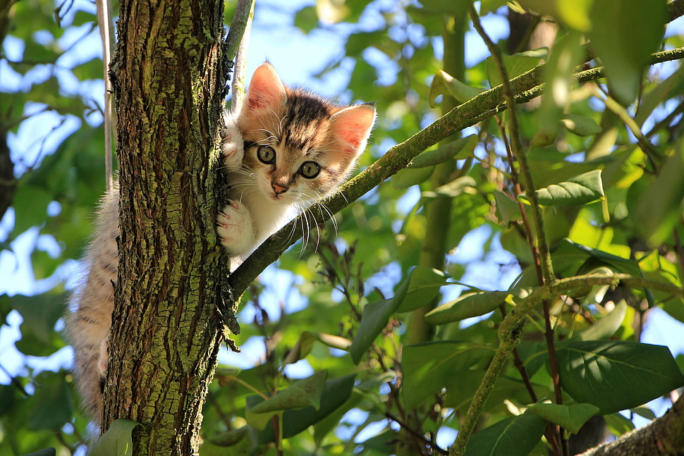 low angle view photography Tabby kitten on tree branch HD wallpaper
