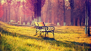 black and brown wooden bench, bench, grass, trees, fall HD wallpaper