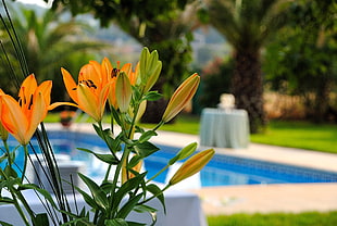 orange lily flowers, swimming pool, flowers, lilies, orange HD wallpaper