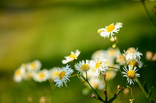 white daisy flowers photo HD wallpaper