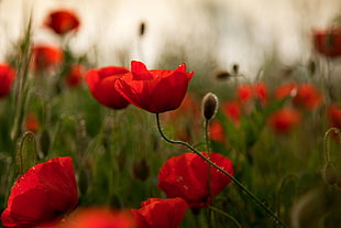 selective blur photography of bed of Poppies