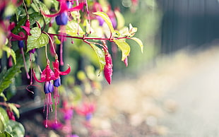 macro shot of flowers