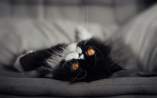 closeup photography of black and white Persian cat lying on gray mattress HD wallpaper