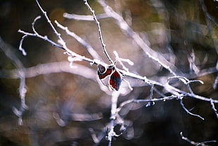 Branches,  Leaves,  Dry,  Form HD wallpaper